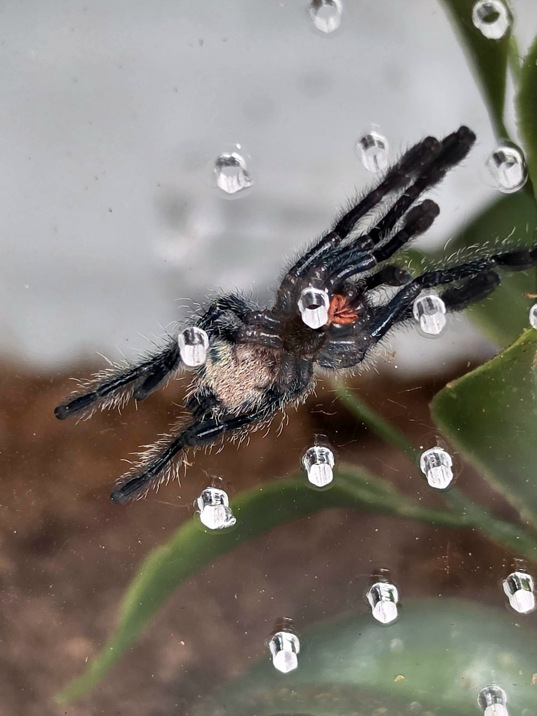 A captive-bred tarantula at Exotic Exotics